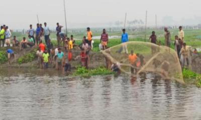 ঠাকুরগাঁওয়ে মাছ ধরা উৎসবে মেতেছেন শত শত মানুষ