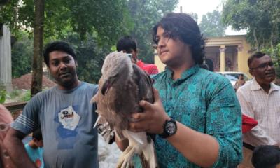 আকাশে অবমুক্ত উদ্ধারকৃত ঈগল পাখি