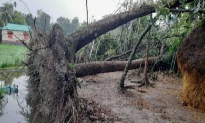 ঝড় সঙ্গে শিলাবৃষ্টিতে ফসলের ব্যাপক ক্ষয়ক্ষতি