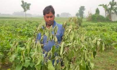 নান্দাইলে বেগুন ক্ষেতে মড়ক, দুশ্চিন্তায় কৃষক