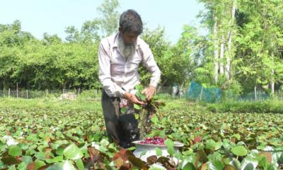 সিংড়ায়  বাণিজ্যিকভাবে বাড়ছে পানিফলের চাষ