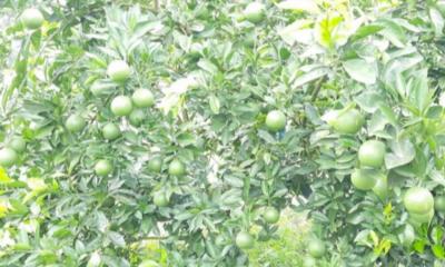 মাল্টা ও কমলা চাষে সফল বোরহানউদ্দিনের মফিজ