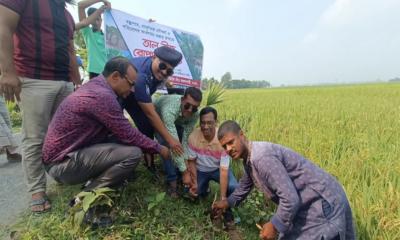 বদলগাছীতে এলাকাবাসির উদ্যােগে তালবীজ রোপণ