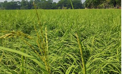 দুমকিতে কৃষকদের আমনের বাম্পার ফলনের স্বপ্ন 