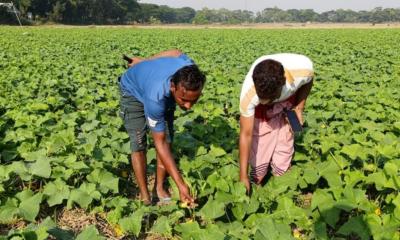 চরাঞ্চলে খিরার ফলন বেড়েছে, লাভের আশা কৃষকদের