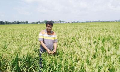 নীলফামারীর ডোমার ভিত্তি বীজ আলু খামারের বহুমুখী সাফল্য