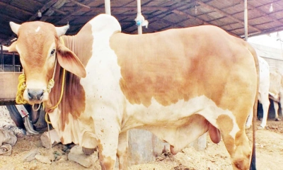 মৃত মানুষের নামে কোরবানি দেওয়া যায়