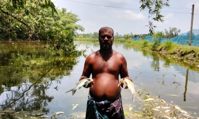 মাছের সঙ্গে এ কেমন শত্রুতা! 