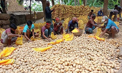 বাগমারার আলু যাচ্ছে মালয়েশিয়াসহ বিভিন্ন দেশে