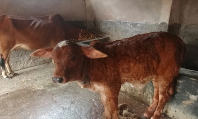 রংপুরে লাম্পি স্কিন ডিজিজে মারা যাচ্ছে অনেক গরু