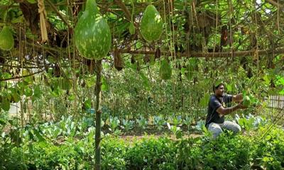 পরিবারে সবজির চাহিদা মেটাচ্ছে পারিবারিক পুষ্টি  বাগান