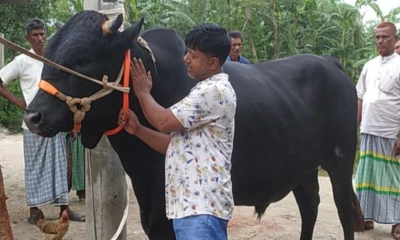 হাট কাঁপাতে প্রস্তুত ২০ মণের ‘কালা বাবু’