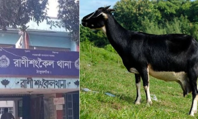 থানায় এক ছাগল, দাবিদার একাধিক