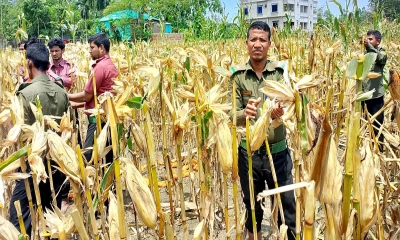 অসহায় চাষিদের খেত থেকে ভুট্টা তুলে দিল আনসার-ভিডিপি
