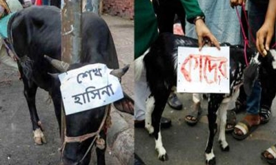 আ. লীগ নিষিদ্ধে শাহবাগে হাসিনার নামে গরু জবাই