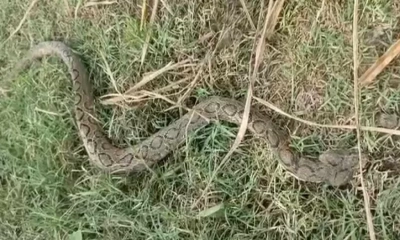 ছবি-সংগৃহীত