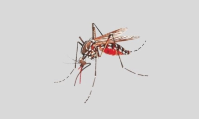 ডেঙ্গুতে বরিশালে ফের দুজনের মৃত্যু