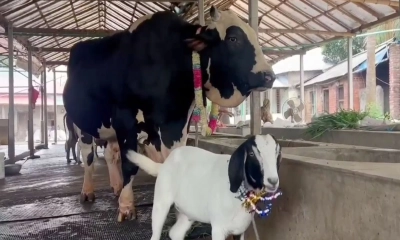১৩০০ কেজির ‘সান্ডা’ কিনলে ‘পান্ডা’ ফ্রি!