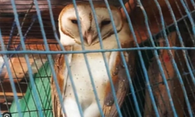 চট্টগ্রামে বিরল প্রজাতির সাদা পেঁচা উদ্ধার