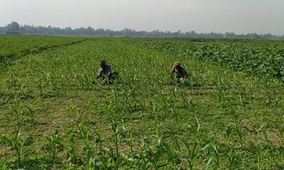 সারিয়াকান্দিতে রেকর্ড পরিমাণ জমিতে ভুট্টার চাষ