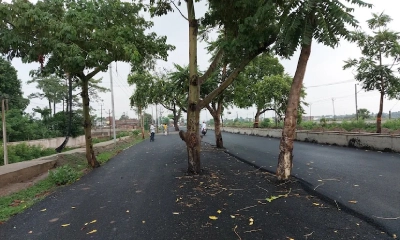বিহারের একটি রাস্তার মাঝখানে গাছ দাঁড়িয়ে আছে। ছবি- সংগৃহীত