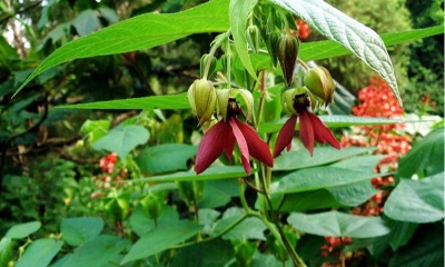 উলট কম্বল গাছের উপকারিতা