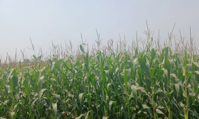 লাভজনক হওয়ায় ভুট্টা চাষে ঝুঁকছে কৃষক
