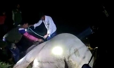 শেরপুরে বৈদ্যুতিক তারে জ‌ড়ি‌য়ে বন‌্য হা‌তির মৃত‌্যু