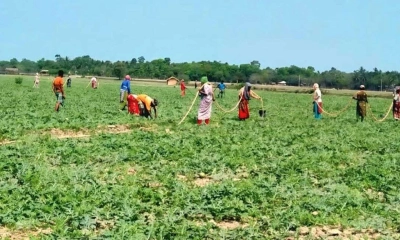 সাতক্ষীরার লবণাক্ত জমিতে বাড়ছে তরমুজ চাষ