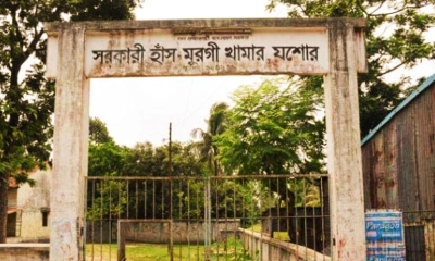 বার্ড ফ্লুর থাবায় ধ্বংস যশোর সরকারি মুরগির খামার