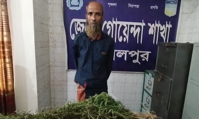 জামালপুরে ভুট্টাখেতে গাঁজা চাষ, কৃষক গ্রেপ্তার