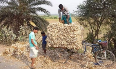 রসুনের বাম্পার ফলন, ন্যায্য দাম পেয়ে খুশি কৃষক