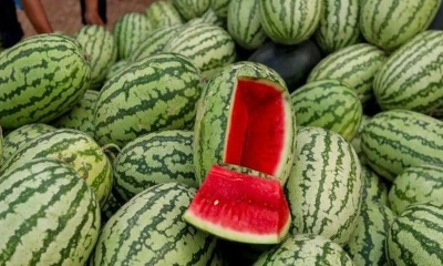 তরমুজ সাদা হওয়ায় দুজনকে কুপিয়ে জখম