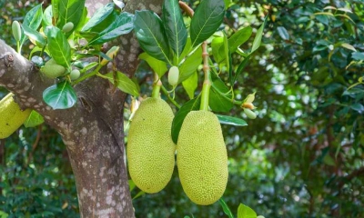 কাঁঠাল পাতার উপকারিতা