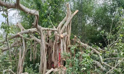 ‘শিরক’ আখ্যা দিয়ে কাটা হলো শতবর্ষী বটগাছ