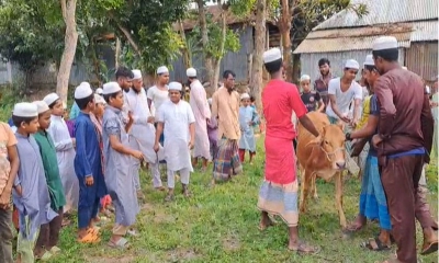 আ. লীগ নিষিদ্ধ হওয়ায় গরু জবাই করে মাদানীর ভুড়িভোজ