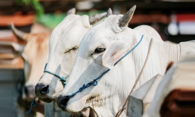 ভাগে কোরবানি দেওয়া যাবে কি?