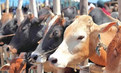 কোরবানির জন্য ভালো গরু চেনার উপায় কী?