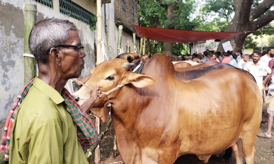 হাটে গরু নিয়ে দাঁড়িয়ে এক ব্যবসায়ী। ছবি- সংগৃহীত