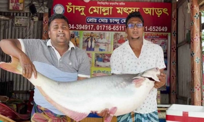 এক পাঙাশের দাম সাড়ে ৩৫ হাজার টাকা