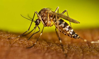 ডেঙ্গুতে একদিনে হাসপাতালে ভর্তি ২৩৪