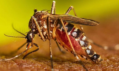 ডেঙ্গুতে একদিনে হাসপাতালে ভর্তি ২১২