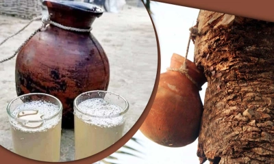 খেজুরের রসের উপকারিতা