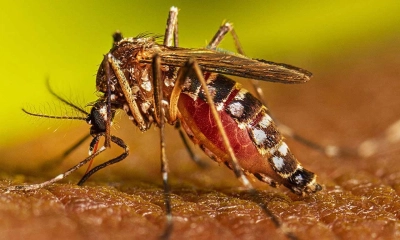 ডেঙ্গুতে বছরের রেকর্ড রোগী হাসপাতালে