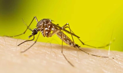 ডেঙ্গুতে আরও ১ জনের মৃত্যু, হাসপাতালে ৩৮৩