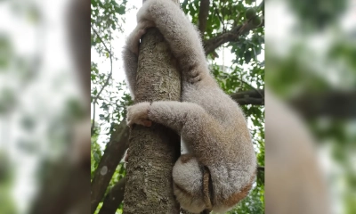 খাদ্যের খোঁজে এসে আটক, বনবিভাগের হাতে উদ্ধার লজ্জাবতী বানর