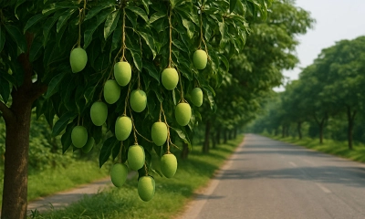 সরকারি গাছের ফল কি খাওয়া জায়েজ