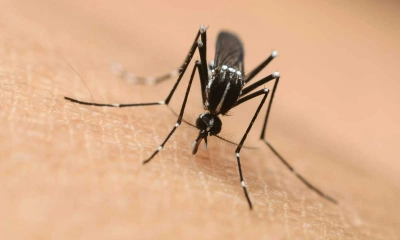 ডেঙ্গুতে হাসপাতালে ভর্তি আরও ১৫১ জন