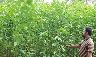 নকলায় পাটের বাম্পার ফলনের সম্ভাবনায় কৃষকের মুখে হাসি। ছবি- রূপালী বাংলাদেশ