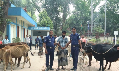নওগাঁয় বিএনপি নেতার গোয়ালঘরে মিললো চুরির ১৩ গরু